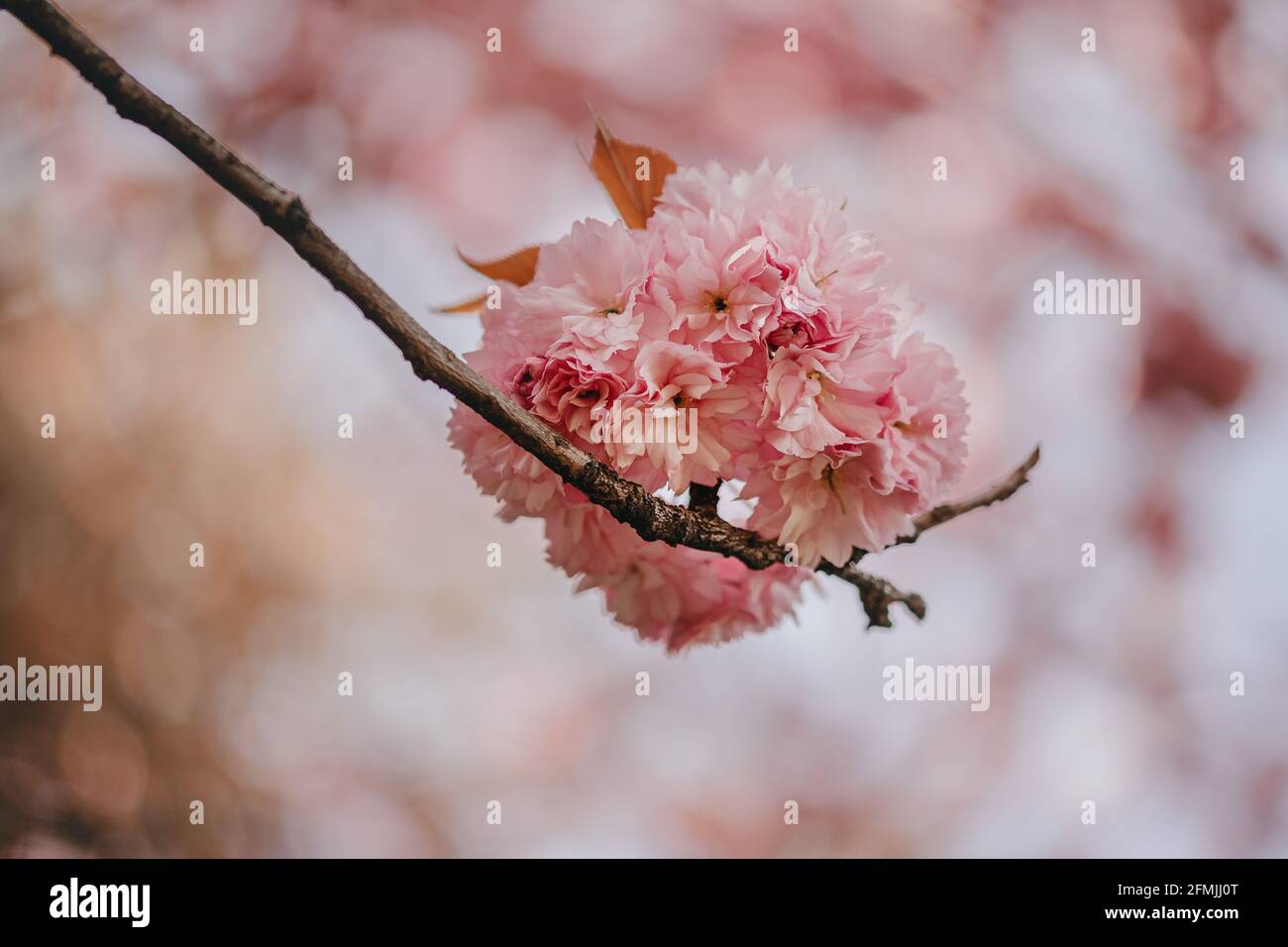 Pink sakura tree hi-res stock photography and images - Alamy