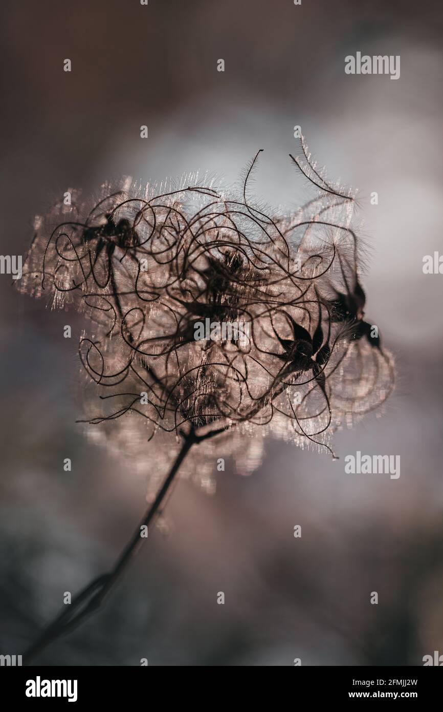 close-up of dried plant, clematis Stock Photo
