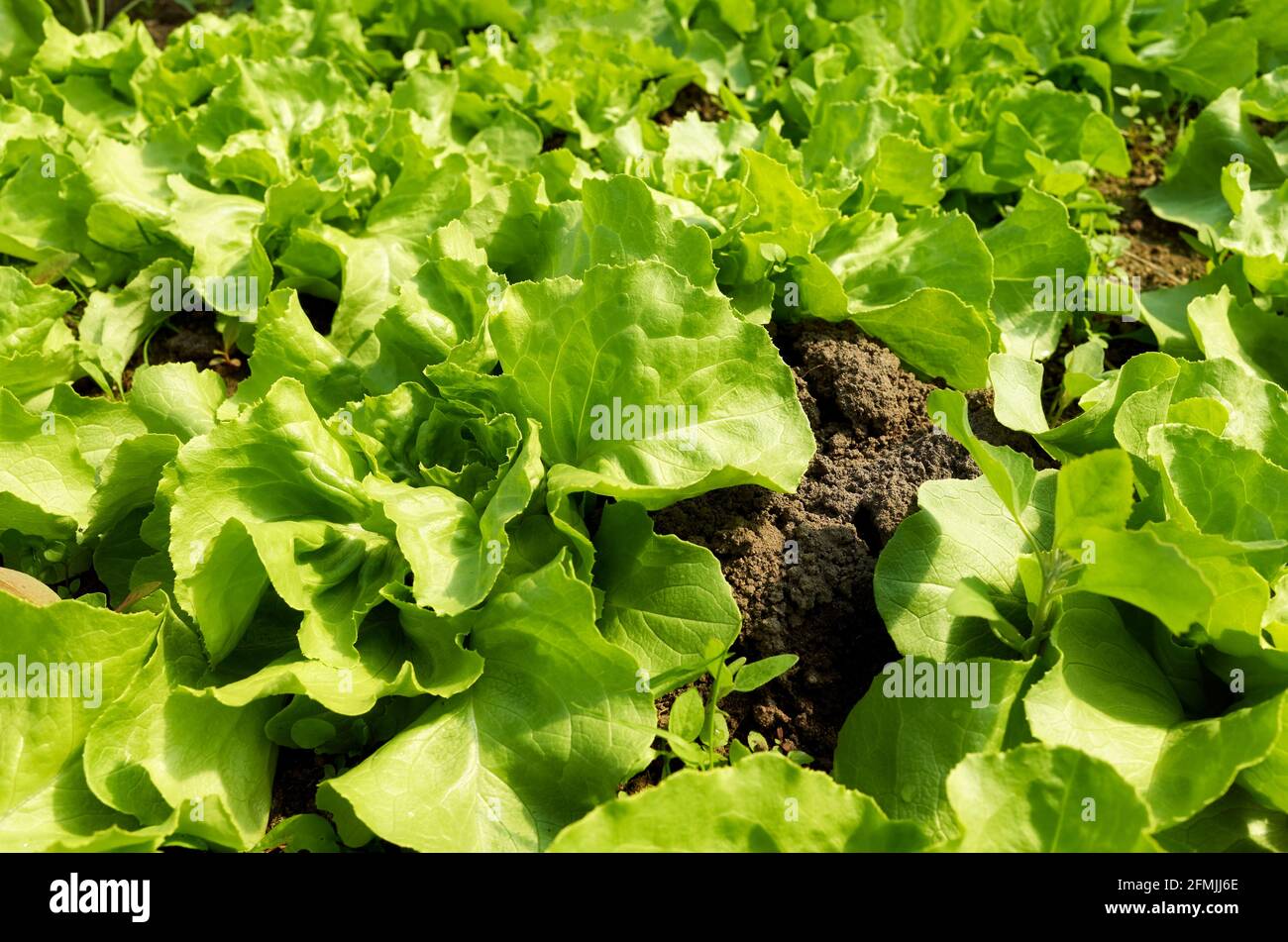 Close up picture of organic lettuce plantation, selective focus. Stock Photo