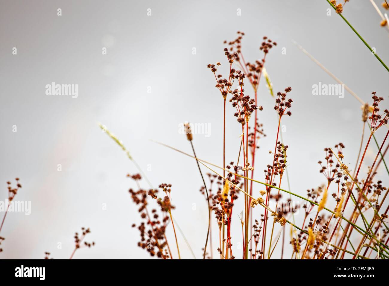 Rush plant seed heads in summer. Stock Photo
