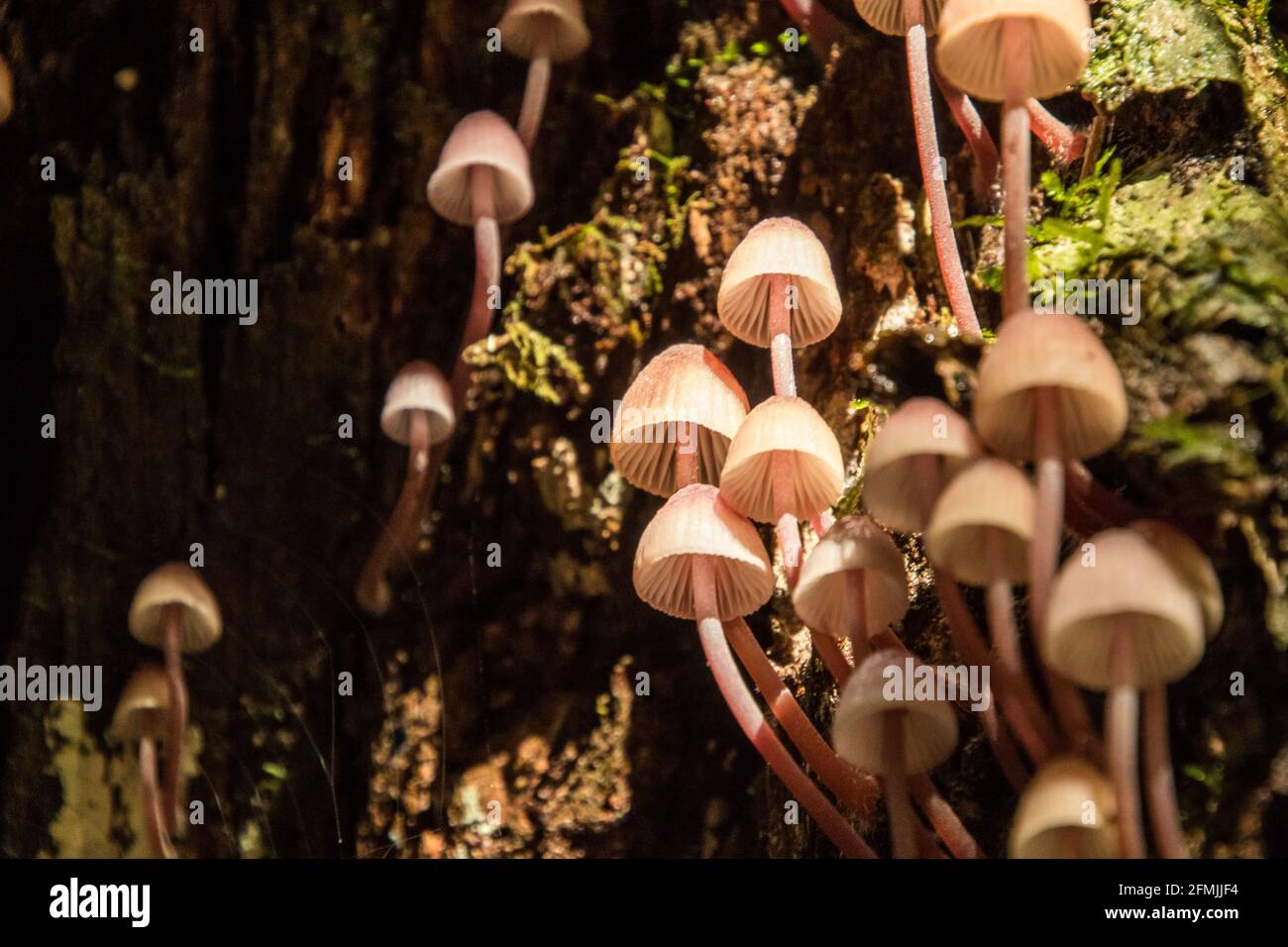 A large patch of mushrooms found growing on the inside of a fallen log in rain forest during a bush walk through the Australian bush land in NSW Stock Photo
