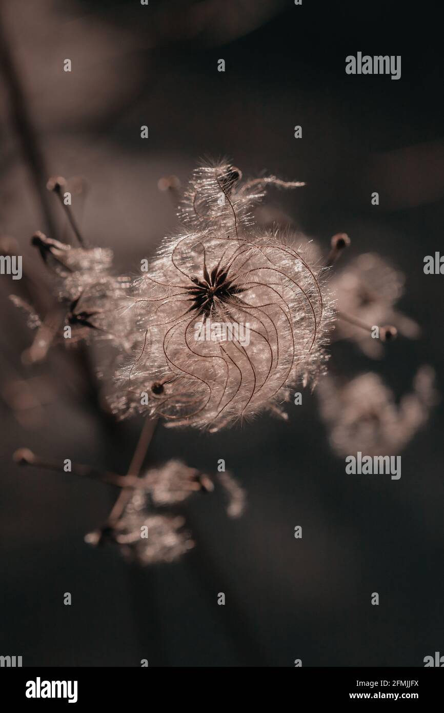 close-up of dried plant, clematis Stock Photo