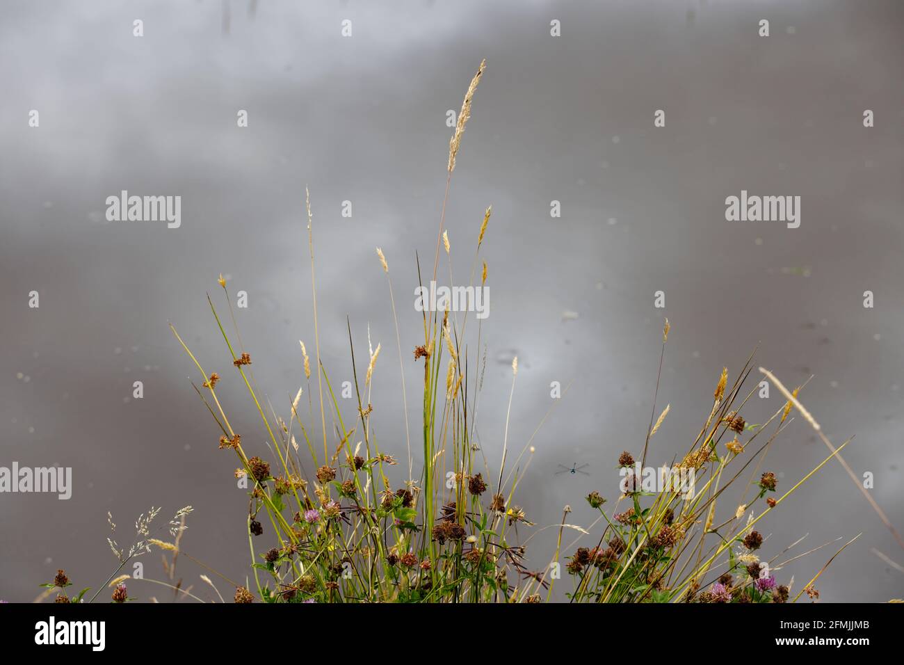 Summer grasses beside a pond with the sky reflected in the water in the background. Stock Photo