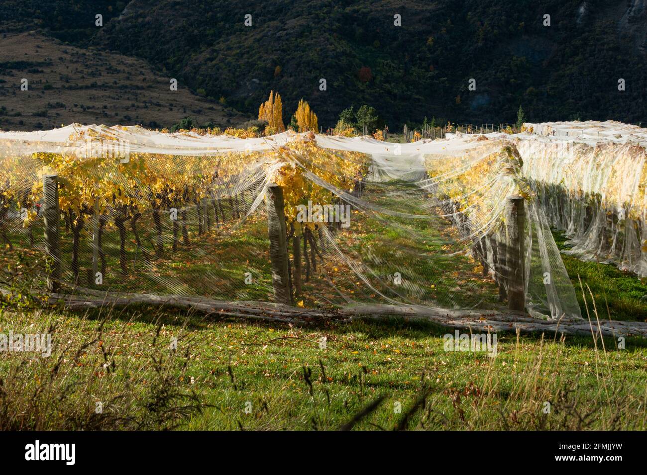 Netting on autumn yellow vines to prevent bird and wind damage, Otago region, South Island of New Zealand Stock Photo
