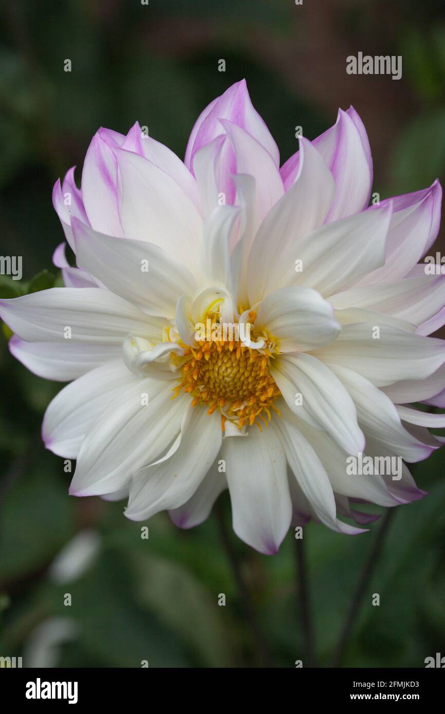 A white and pink dahlia flower seen in close-up Stock Photo - Alamy