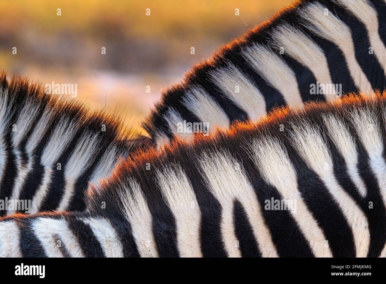 3 Zebras (Equus burchelli) together closeup of manes, hair, fur, print