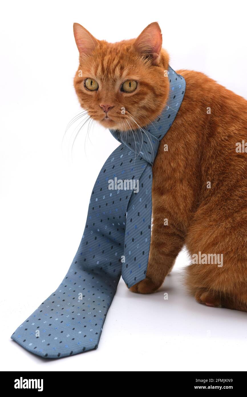 A Cat model Stock Photo - Alamy