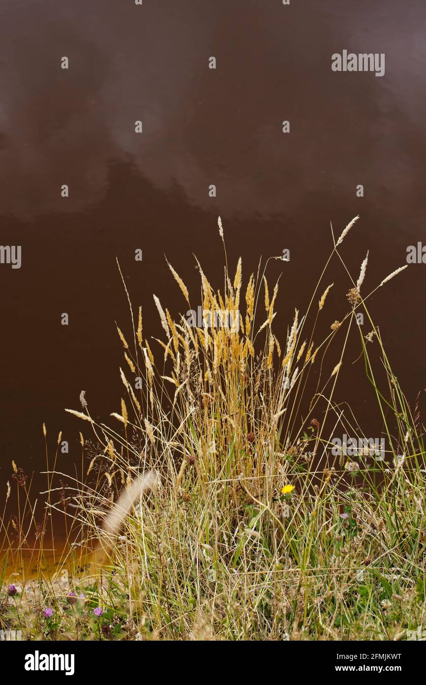 Summer grasses with seed heads beside a pond with dark reflection in background. Stock Photo