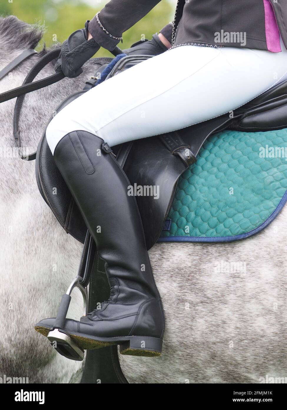 A close up of a rider in show gear on a grey horse. Stock Photo