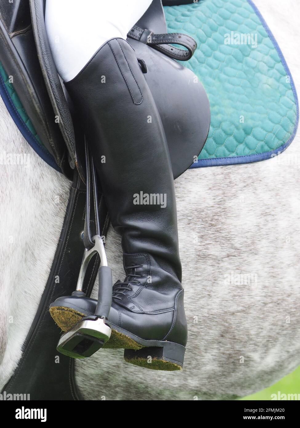 A close up of a rider in show gear on a grey horse. Stock Photo