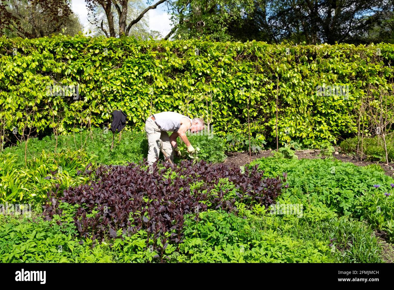 Gardener working gardening in the herbaceous border in Bute Park  May 2021 spring dividing weeding transplanting plants Cardiff Wales UK KATHY DEWITT Stock Photo