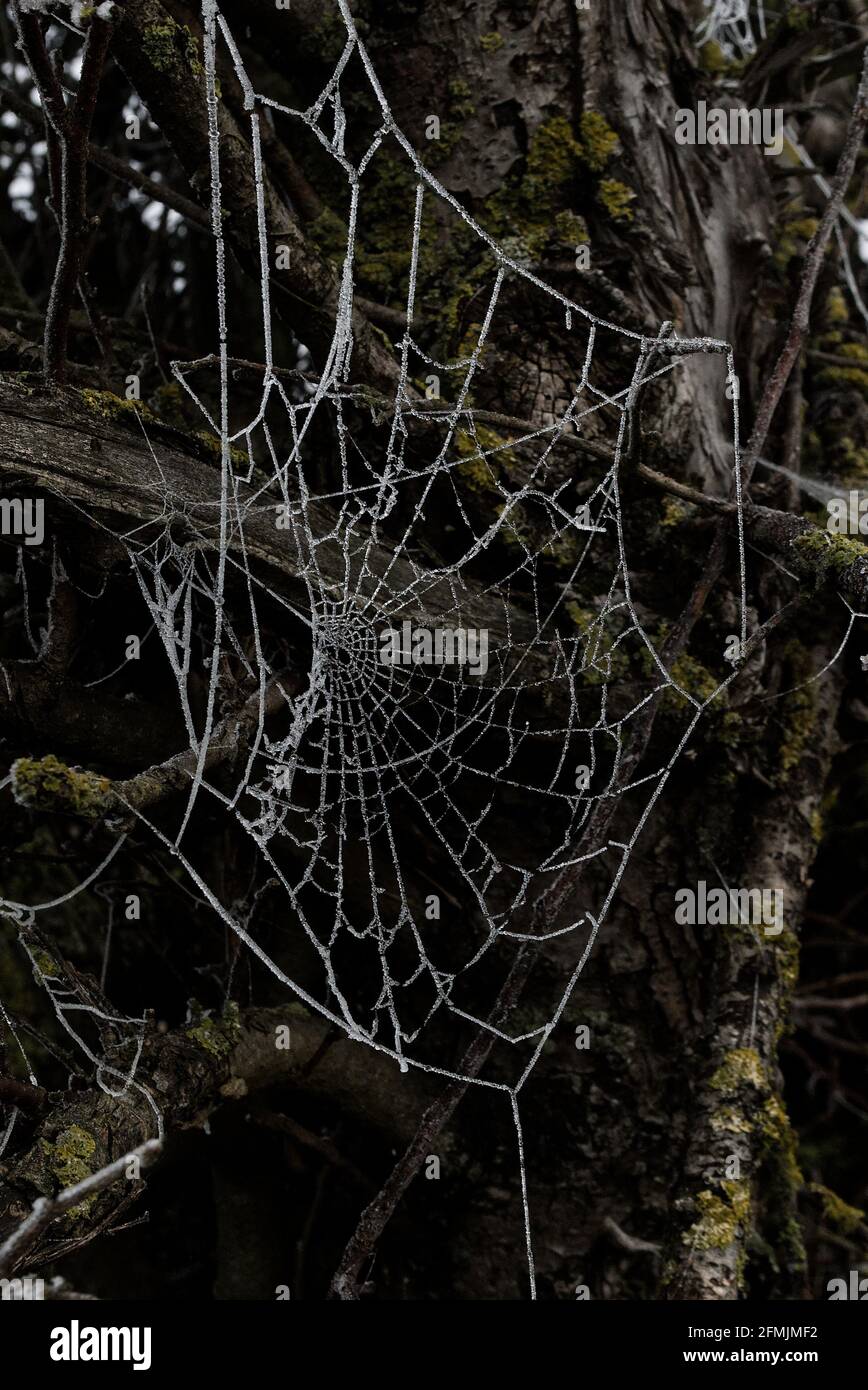 Frost covered spiderweb, in an old gnarled  tree with lichen Stock Photo
