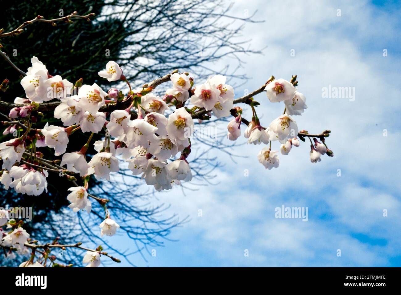 spring time branch of blossom against a blue cloudy sky Stock Photo