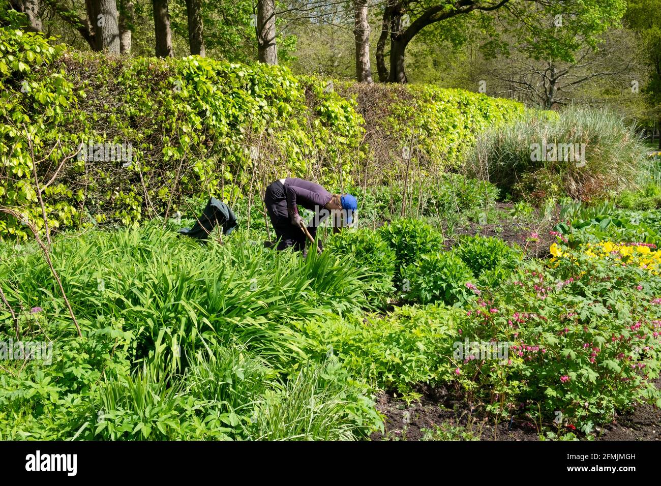 Gardener woman gardening in the herbaceous border in Bute Park  May 2021 spring dividing weeding transplanting plants Cardiff Wales UK KATHY DEWITT Stock Photo