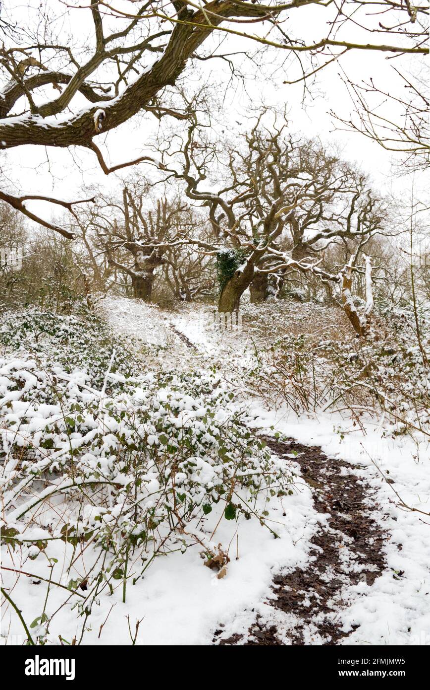 snowy oak trees on the nature reserve Stock Photo