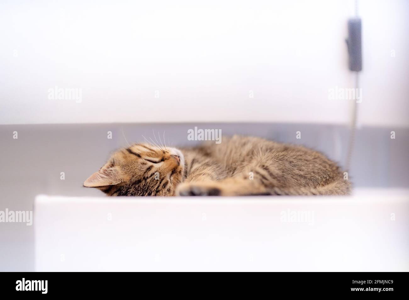 Tabby kitten sleeping Stock Photo