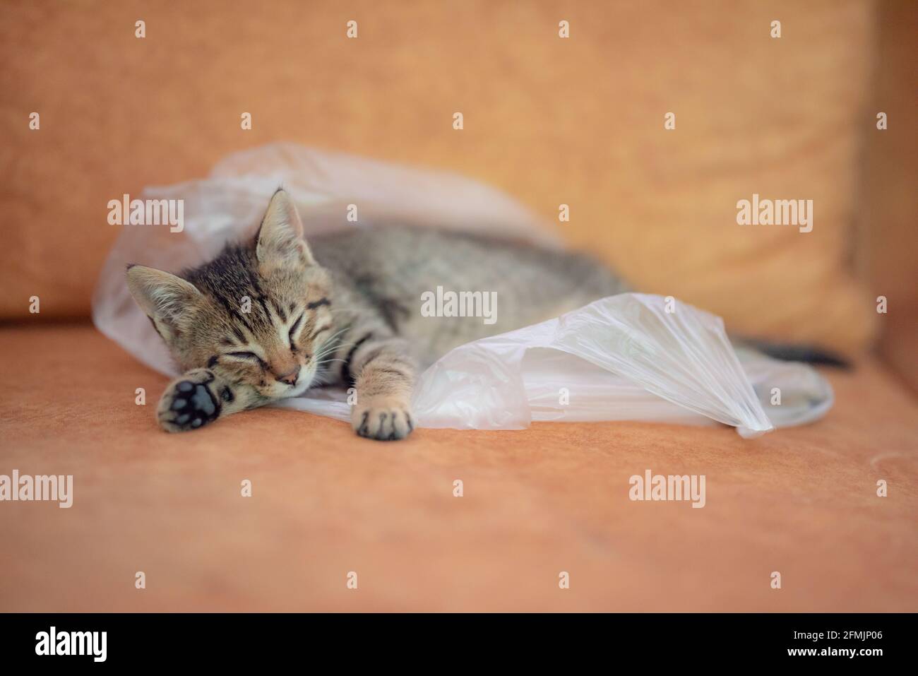 Tabby kitten sleeping inside plastic bag Stock Photo