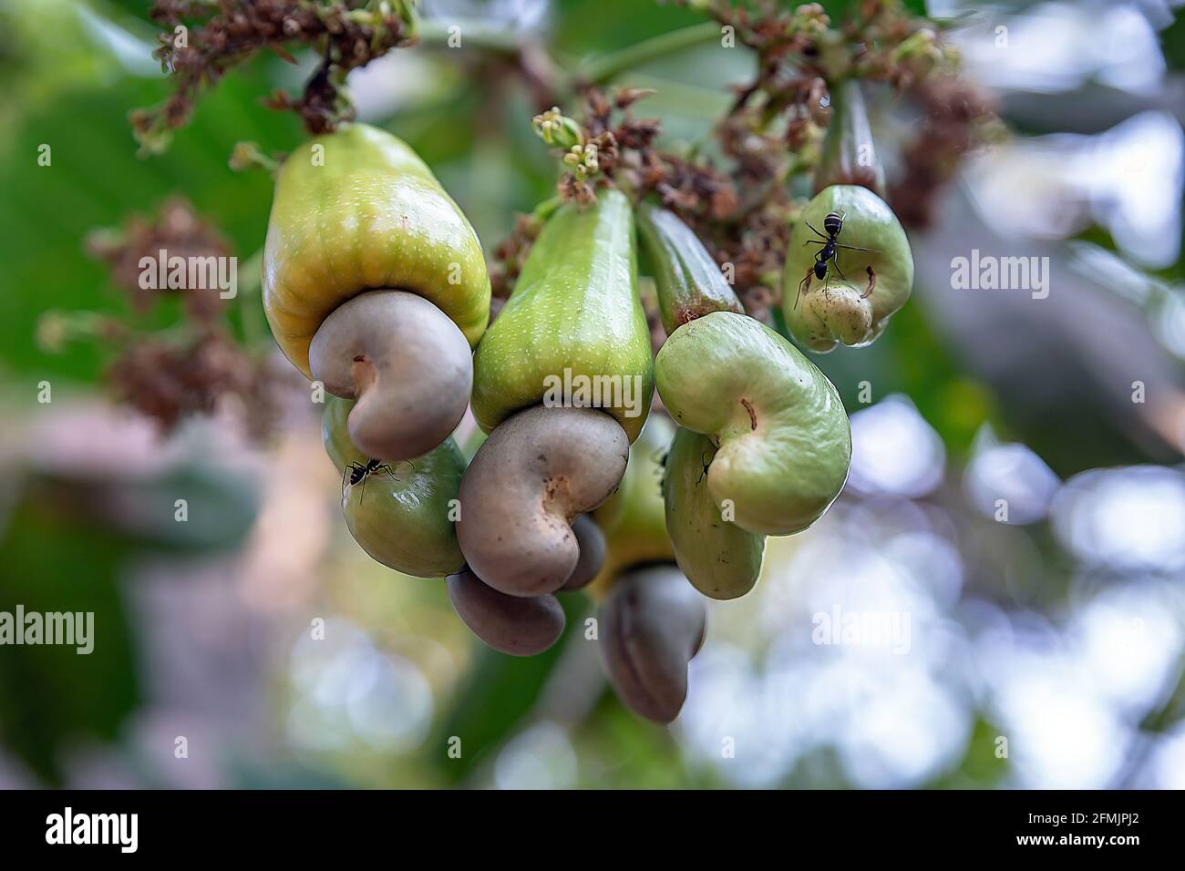 Cashew is on the tree, Nut Tree Cashew Growing Nuts Stock Photo Alamy