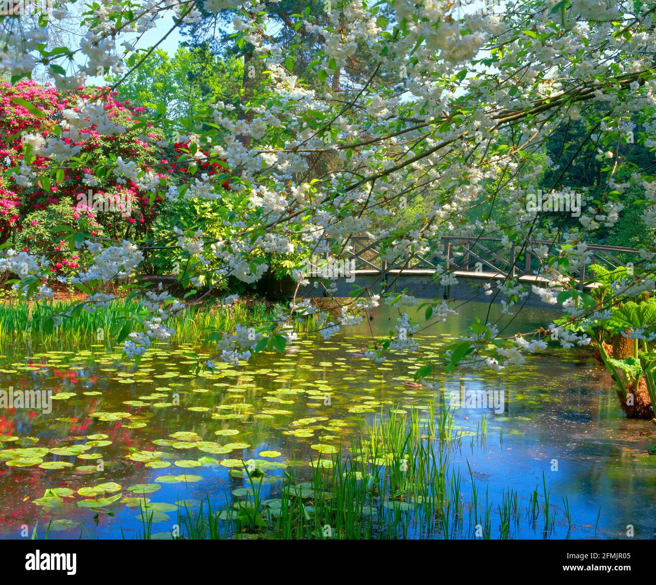 UK, England, Cheshire, Tatton Park and Gardens, bridge over lilly pool, spring Stock Photo