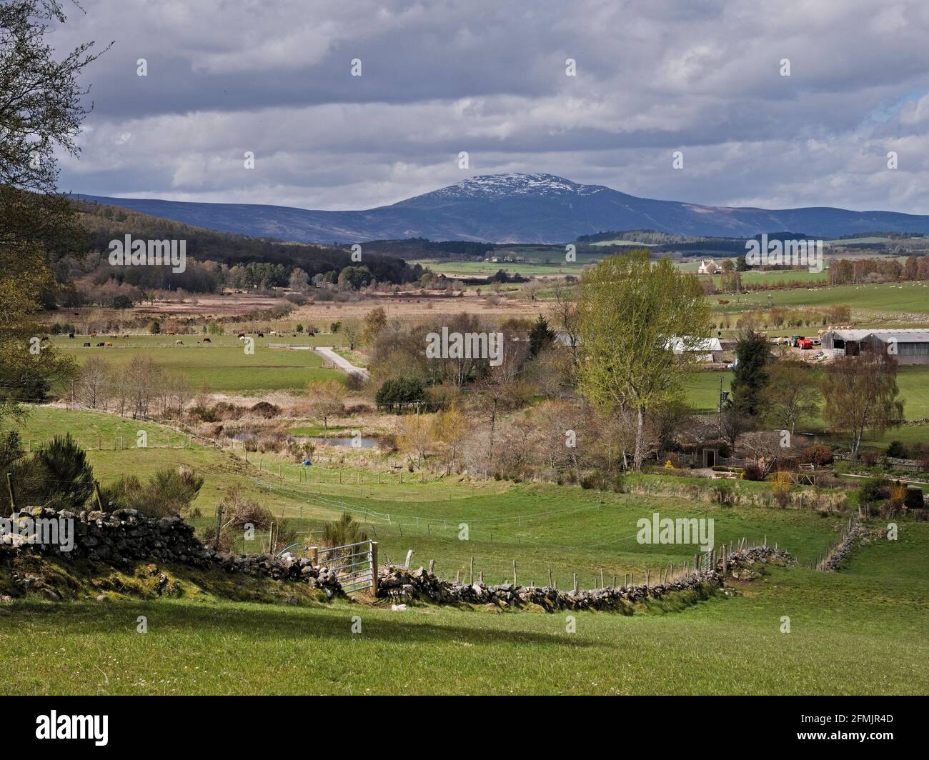 A view of snow capped Morven from the Tarland Way in early spring Stock Photo Alamy