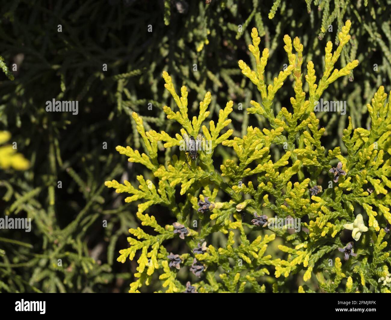 fly on platycladus orientalis thujia plant close up macro Stock Photo
