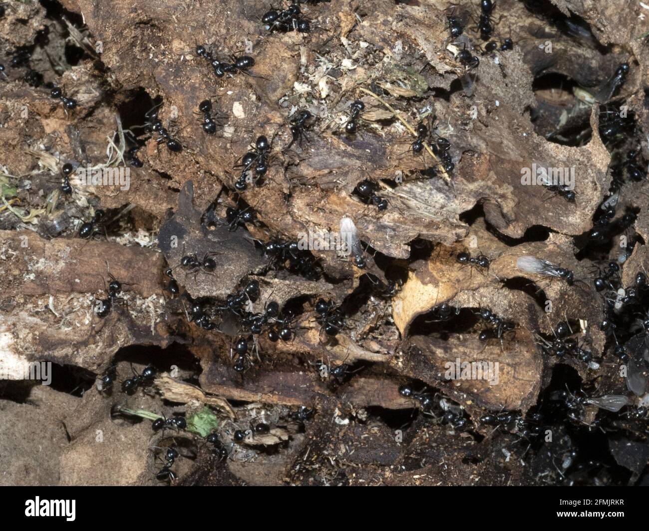 ants inside anthill in the wood close up macro Stock Photo - Alamy