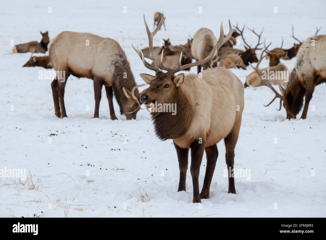 USA, Wyoming, Tetons National Park, National Elk Refuge. Large bull elk with herd in winter. Stock Photo