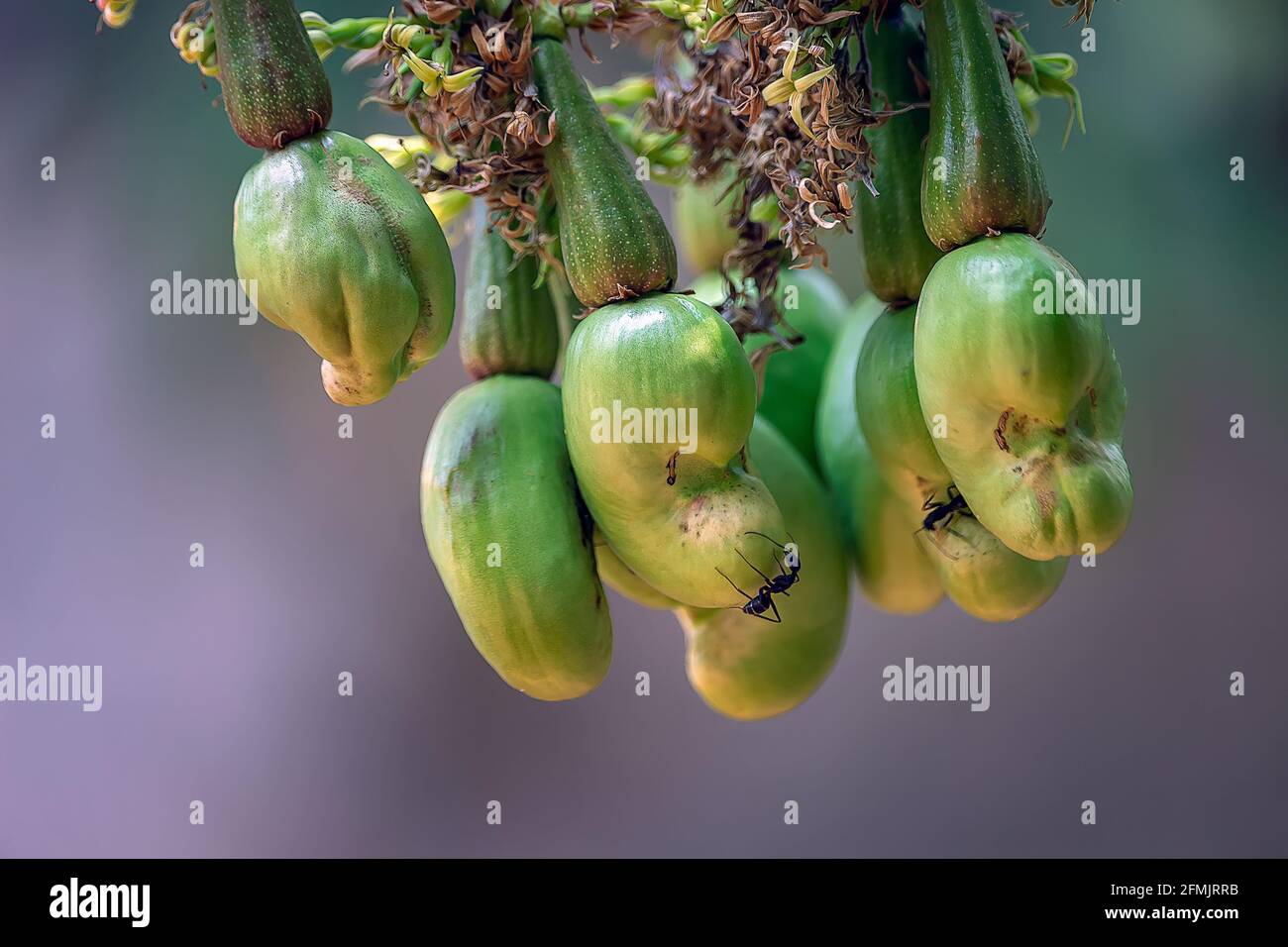 Cashew is on the tree, Nut Tree Cashew Growing Nuts Stock Photo Alamy