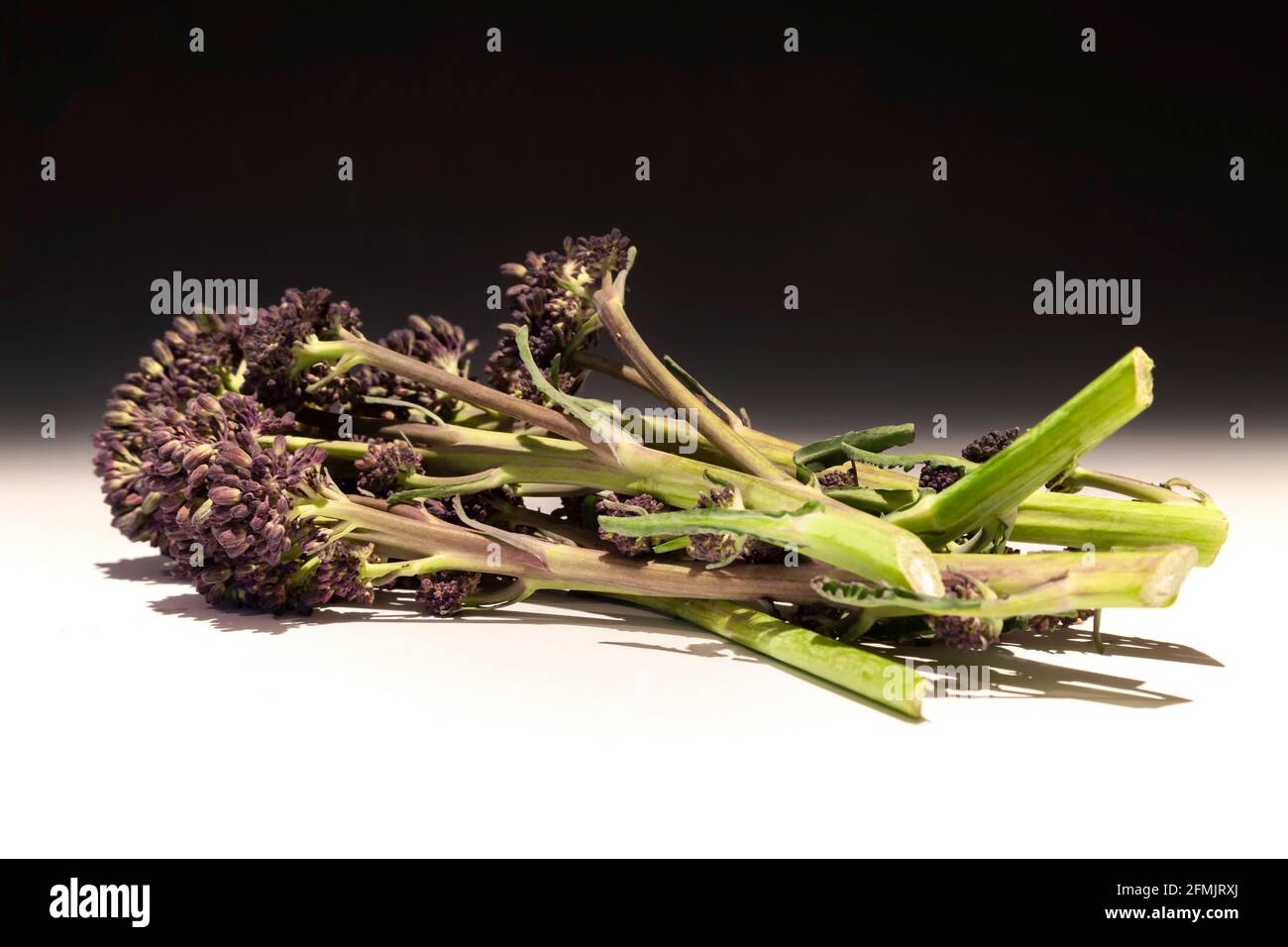 Fresh Purple sprouting Broccoli a graduated background, Northampton, England, UK. Stock Photo