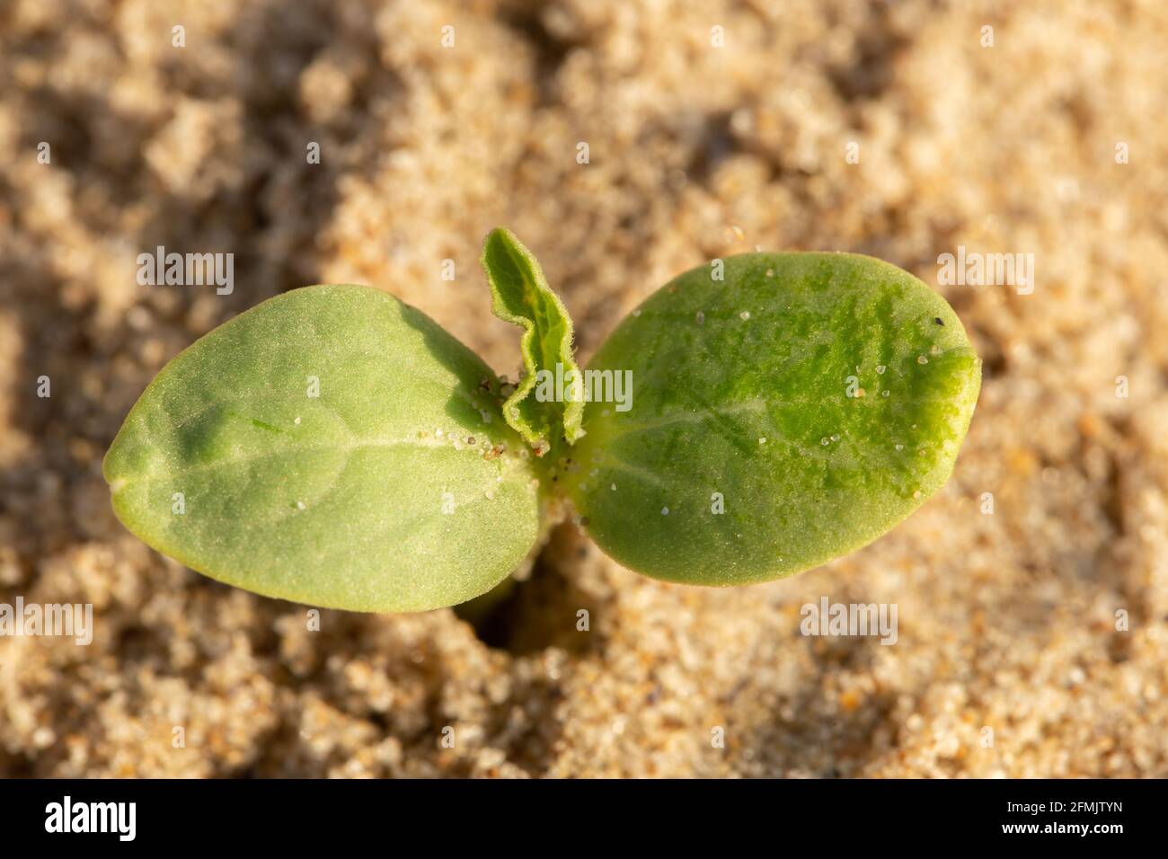 Macro leaves of sprout in blurred background. Renewal concept, sustainability. Sun light. Stock Photo