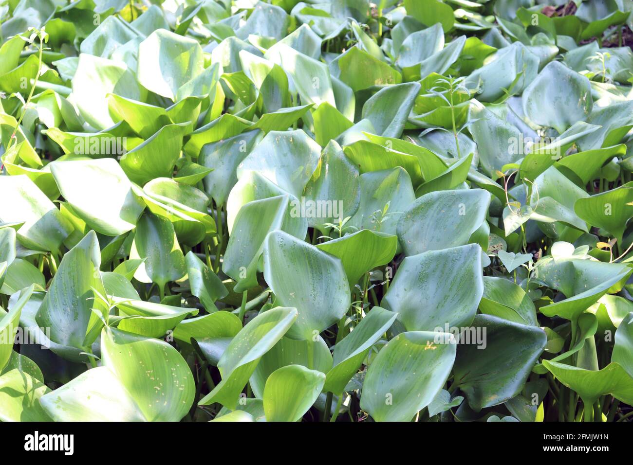 Common water hyacinth flower on lake with leaf Stock Photo Alamy