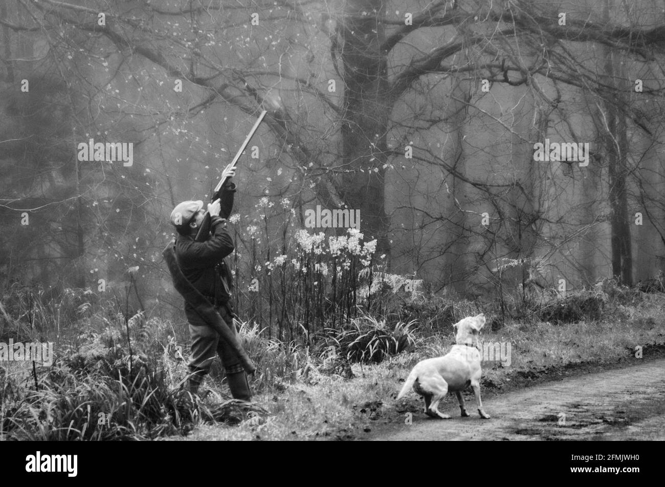 Hunter Gatherer. The hunter shoots the pheasant as the gatherer Labrador dog waits for it to drop so it can retrieve the bird. Stock Photo