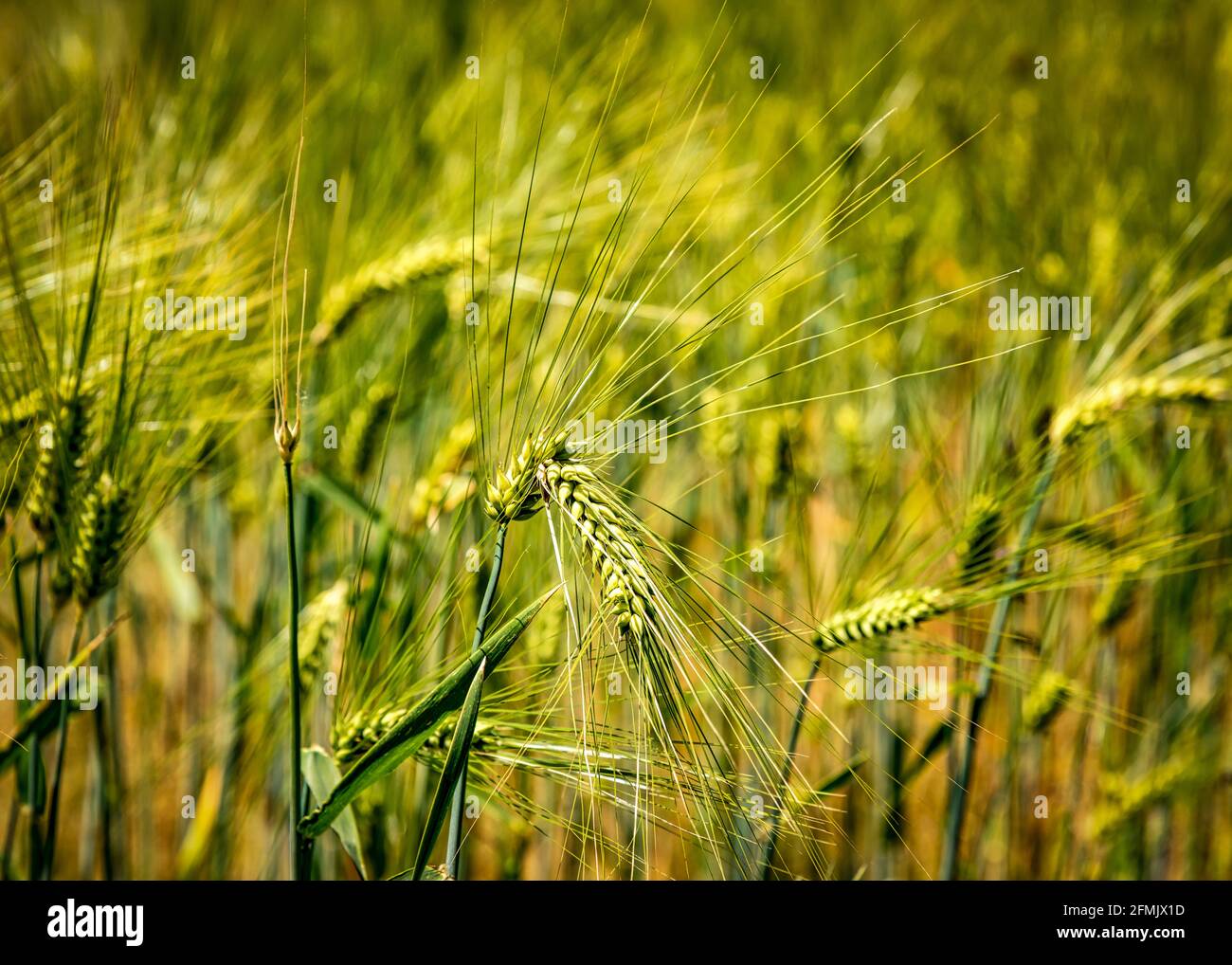 Ears of barley in a farmer's field Stock Photo Alamy