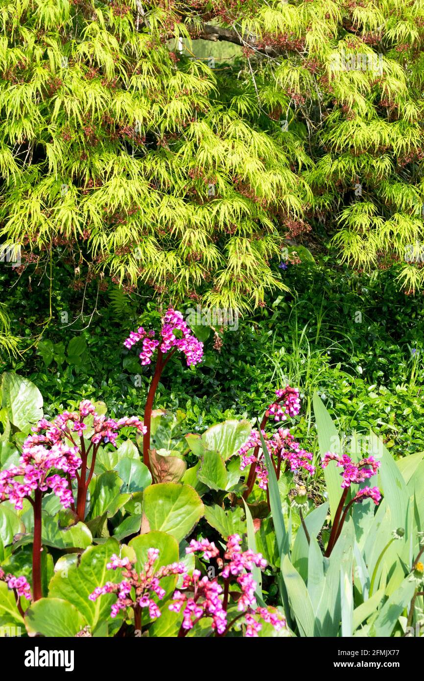 Acer palmatum Dissectum Viridis, weeping Japanese Maple with bright green foliage, Bergenia Stock Photo