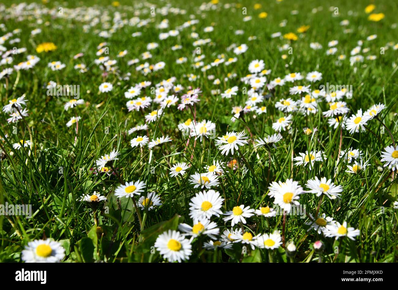 summer meadow with blooming daisies Stock Photo