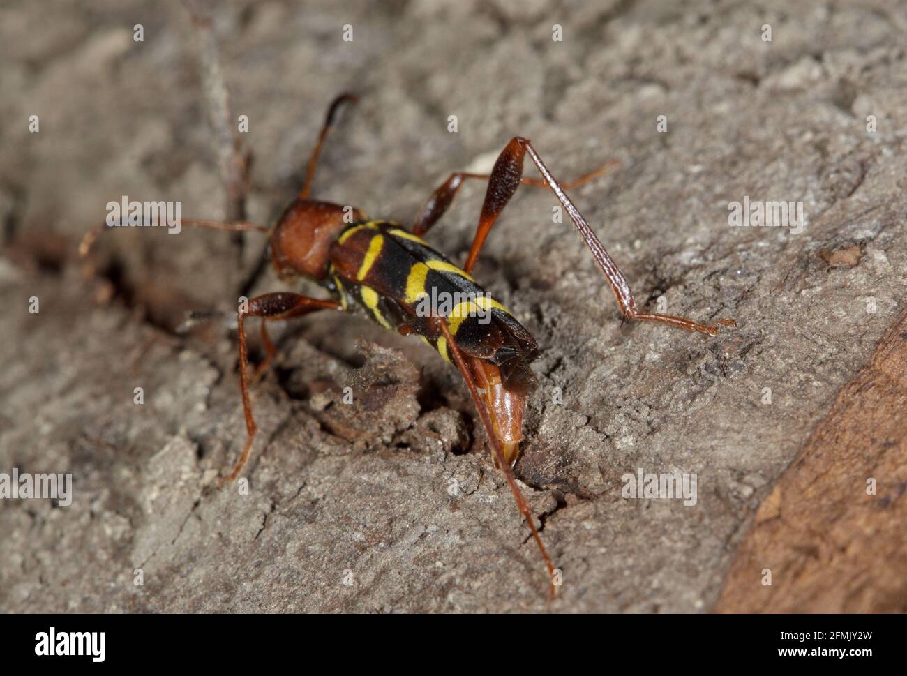 Red-headed ash borer (Neoclytus acuminatus)  adult insect lay eggs. Stock Photo