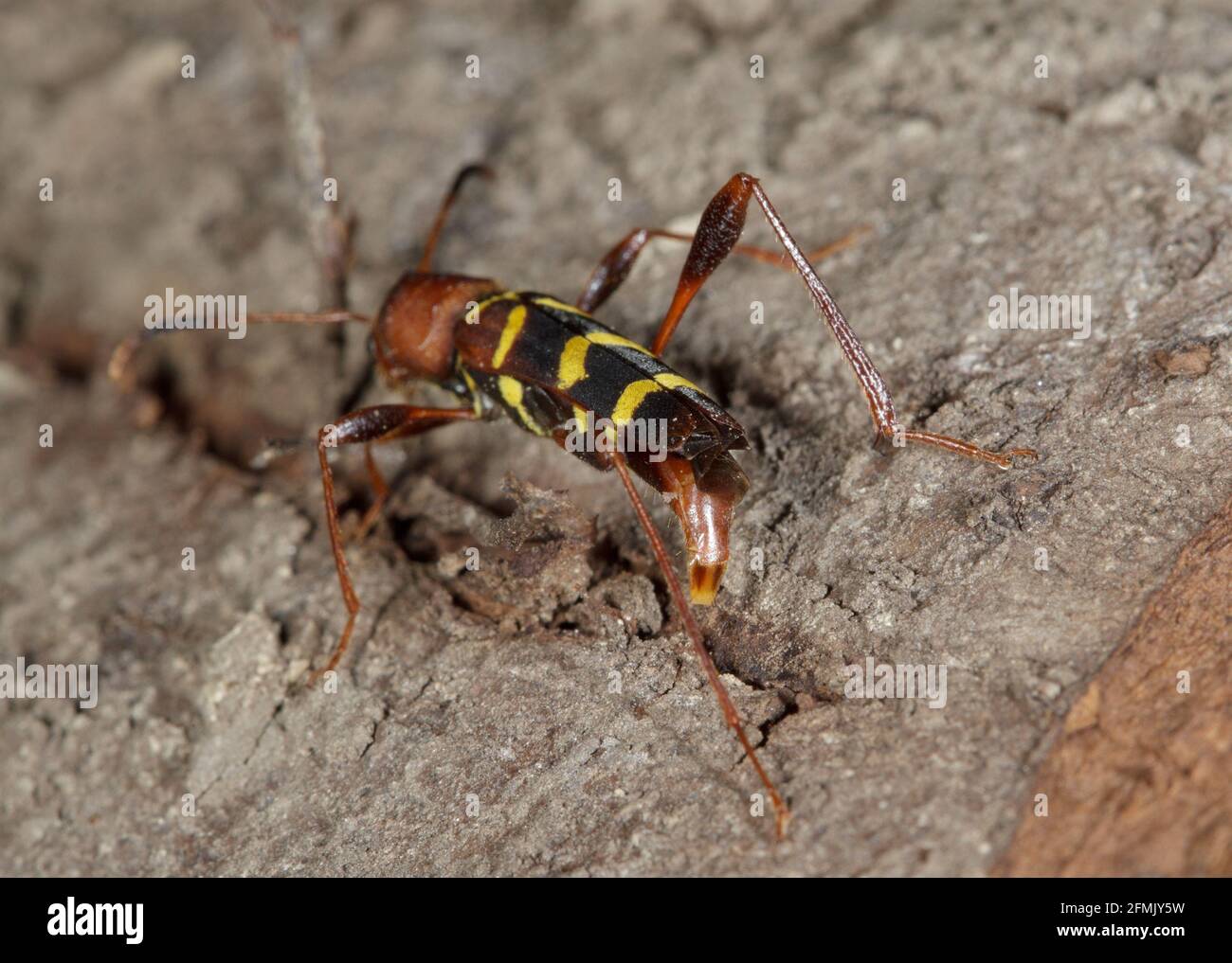 Macro photography of a red-headed ash borer bug who lay eggs. Stock Photo