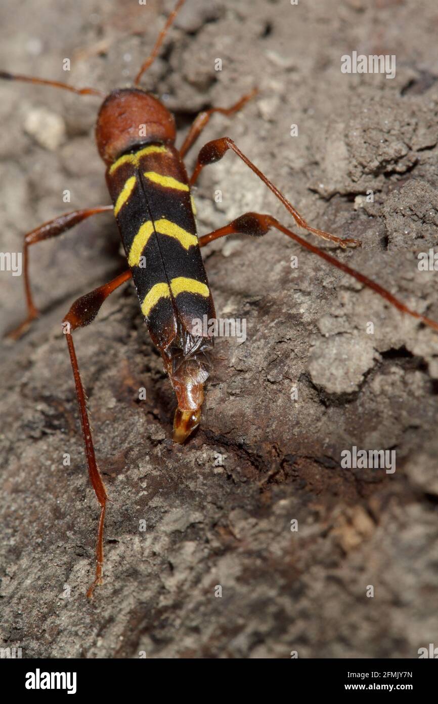 Red-headed ash borer (Neoclytus acuminatus) close up an adult insect who lay eggs Stock Photo