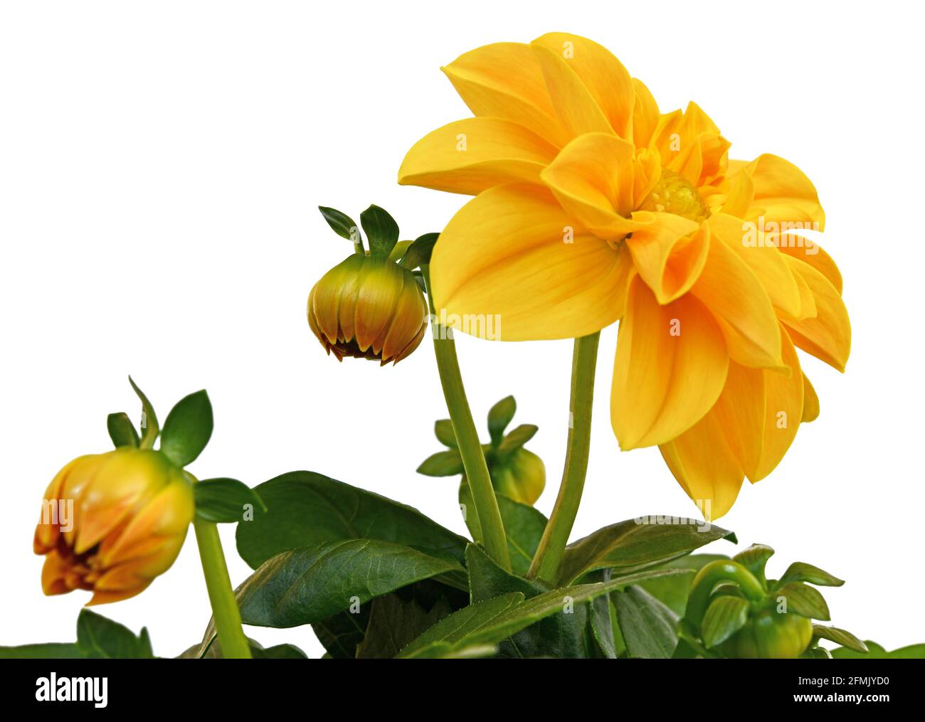 yellow dahlia Stock Photo