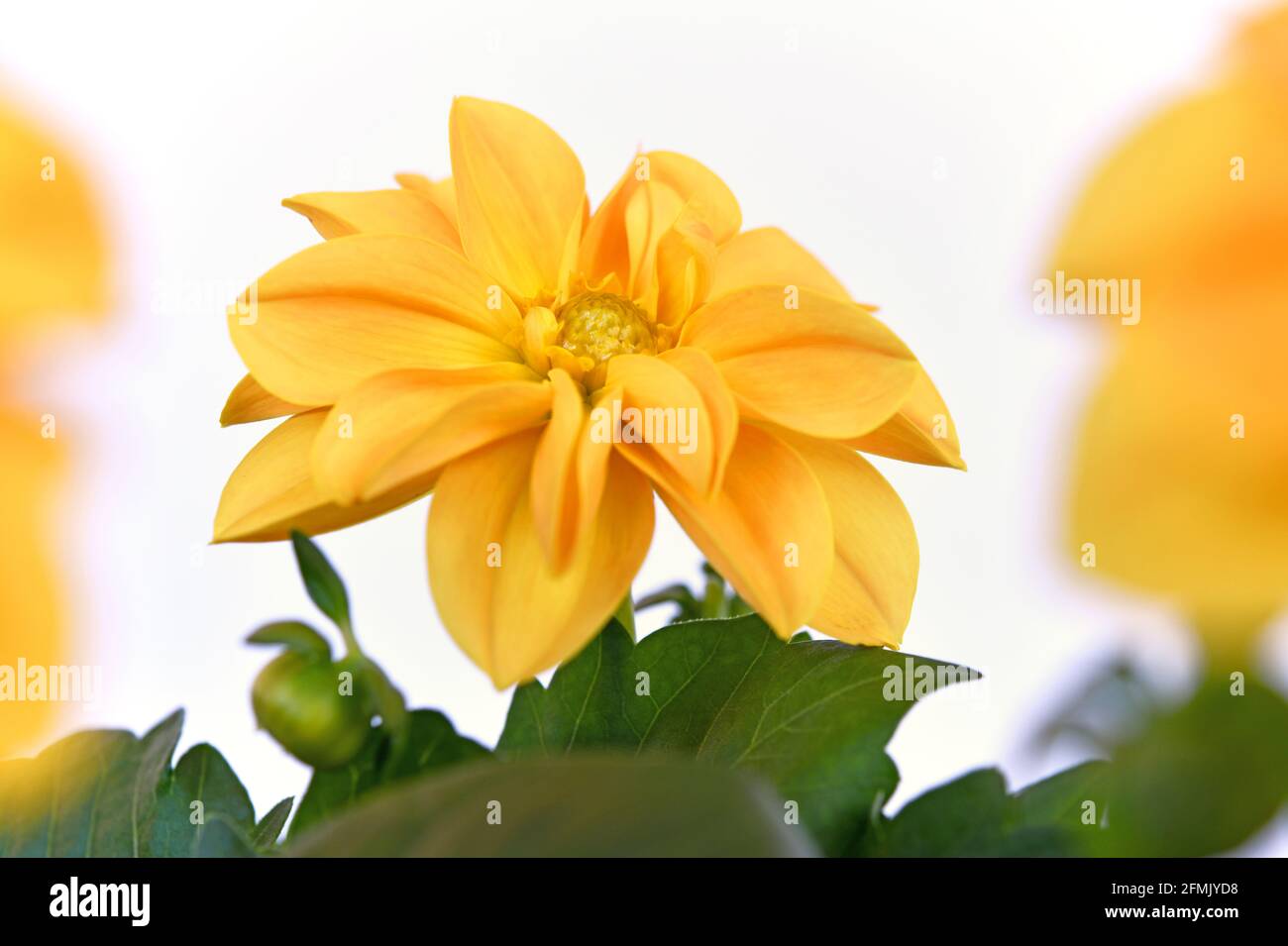 yellow dahlia Stock Photo