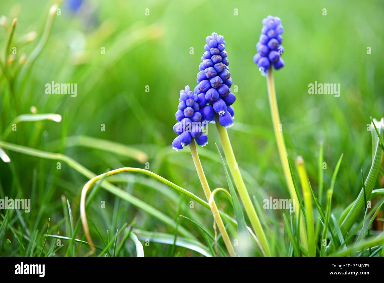 Daffodils and grape hyacinths hires stock photography and images Alamy