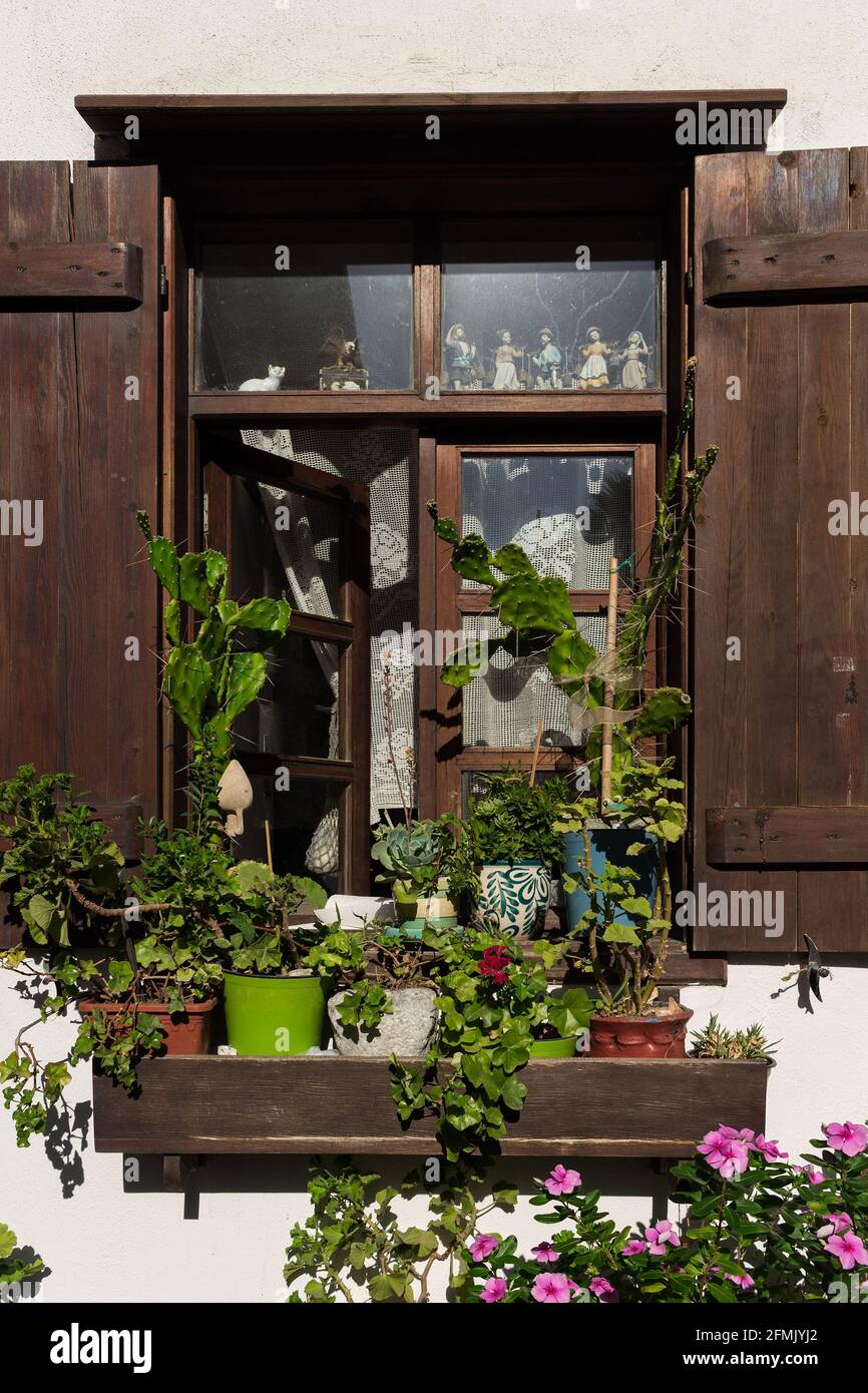 Close up view of old, traditional house window with wooden shutters and many flowers and plants captured in famous, touristic Aegean town called 'Siga Stock Photo