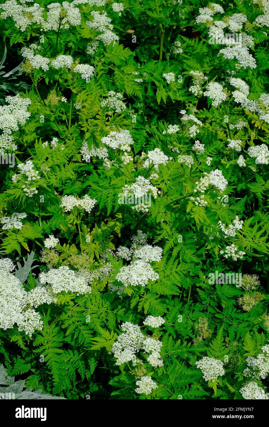 sweet cicely in english garden, norfolk, england Stock Photo