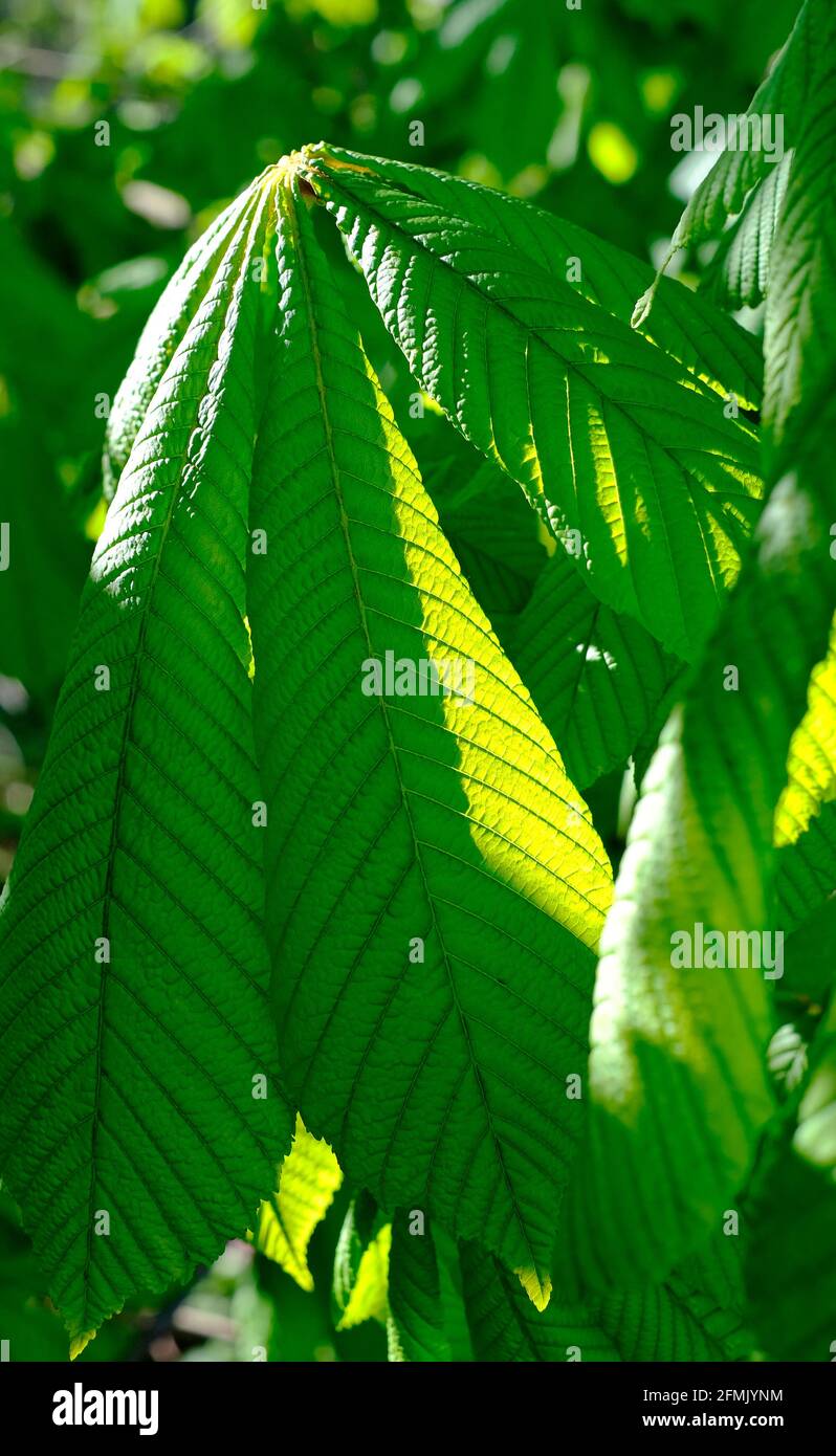 Horse chestnut tree leaves hi-res stock photography and images - Alamy