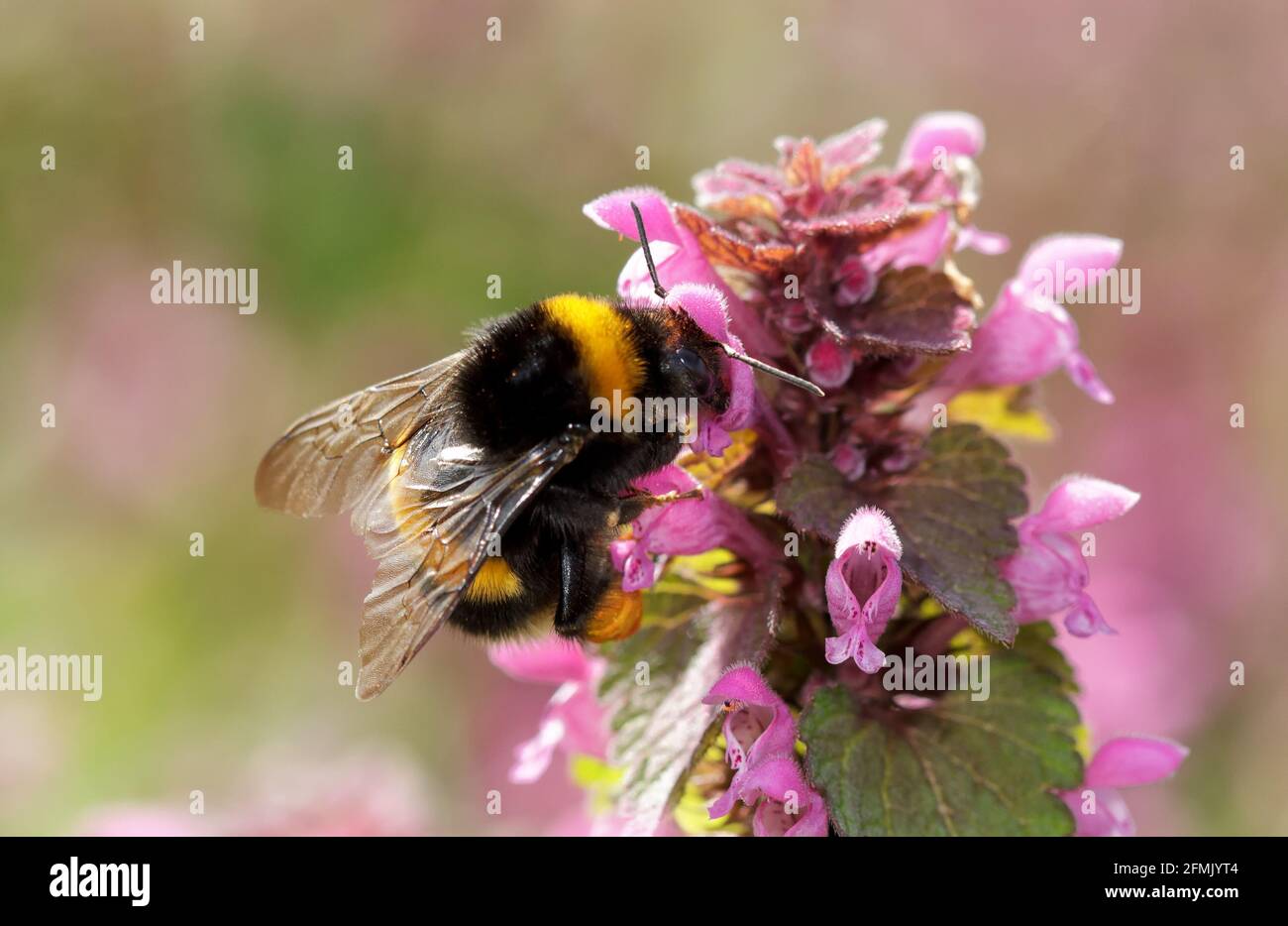 Buff-tailed bumblebee ( Bombus terrestris) collecting nectar on a flowering red dead-nettle. Close up on isolated background. Stock Photo