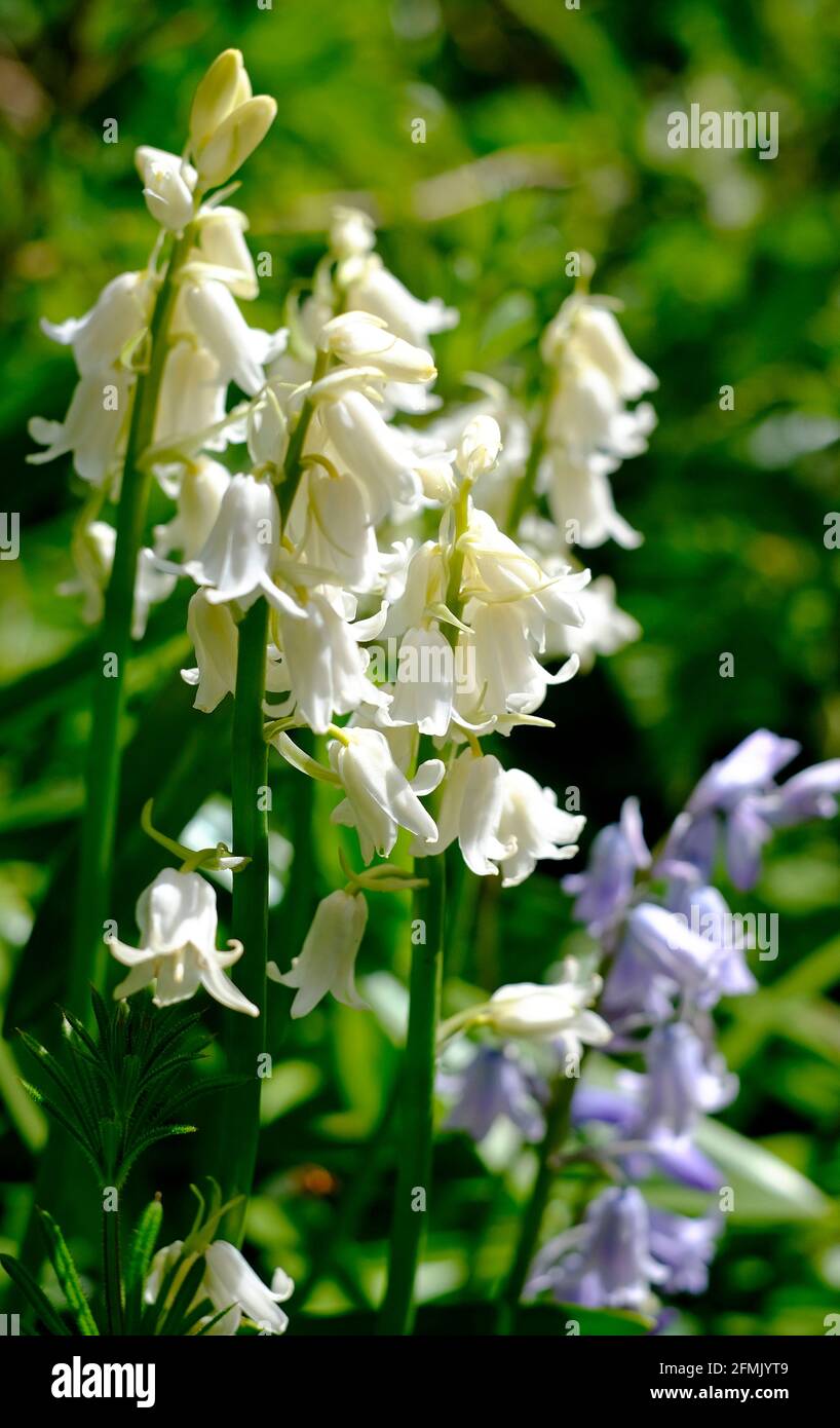 flowering white bluebells in english garden, norfolk, england Stock Photo Alamy