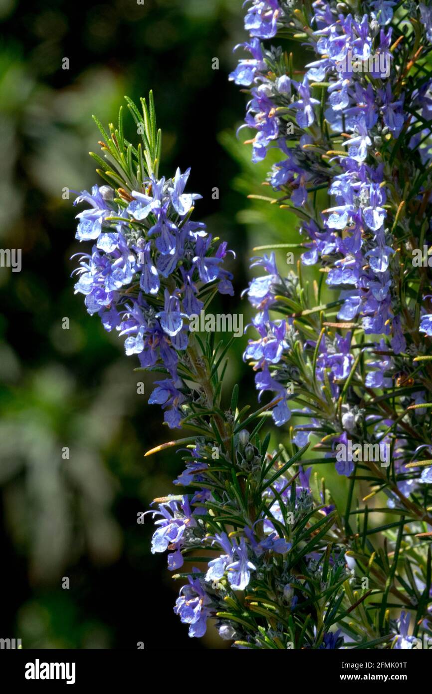 Rosmarinus 'Sissinghurst Blue' Rosmarinus officinalis flowers herb garden Stock Photo
