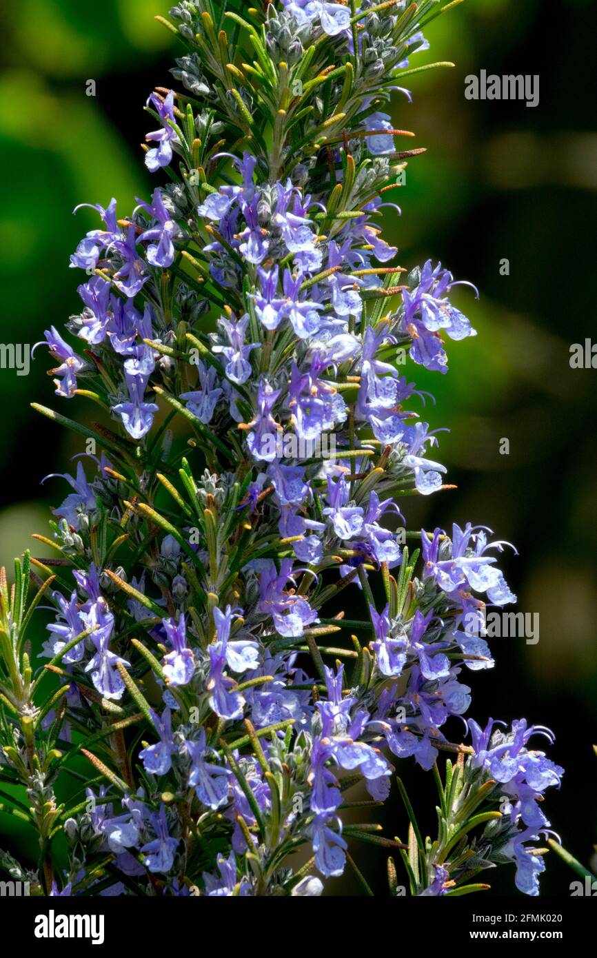 Blue Rosmarinus Sissinghurst Blue flower Stock Photo