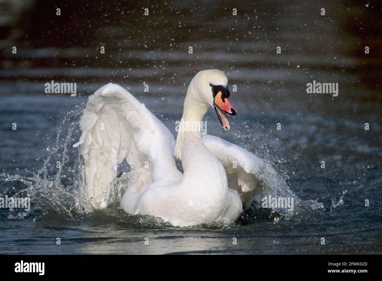 Mute Swan - Washing Slimbridge Gloucestershire, UK BI015040 Stock Photo