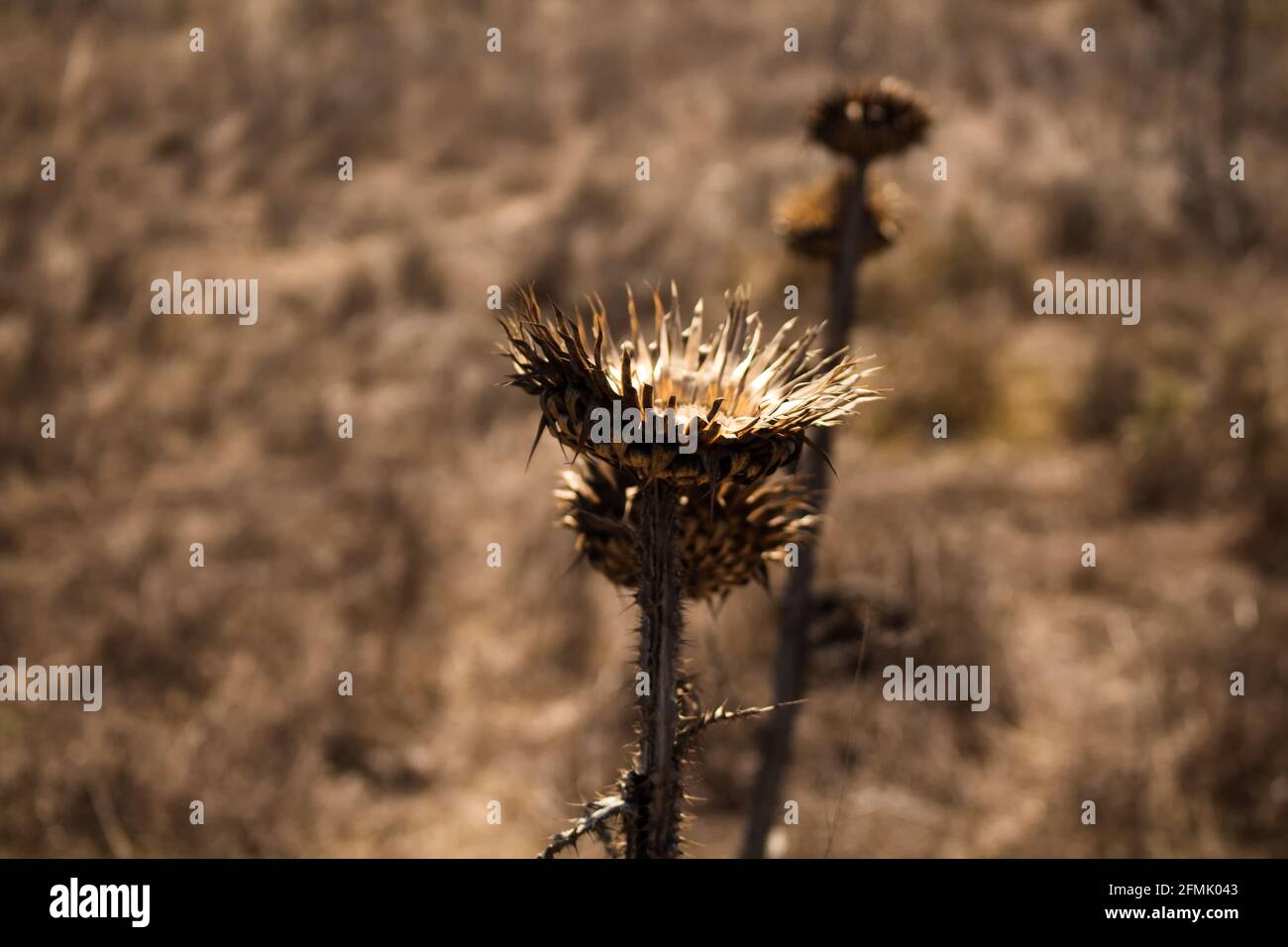 Close up view of wild plant (Onopordum illyricum) captured in Izmir / Turkey. It is a sunny summer day. Stock Photo